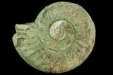 Green Ammonite (Orthosphinctes) Fossil - Germany #125864-1